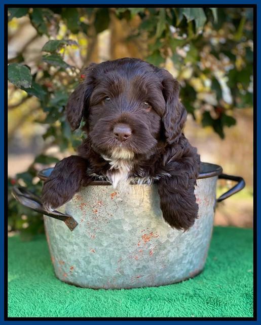 Callie Texas 5 wks old 51