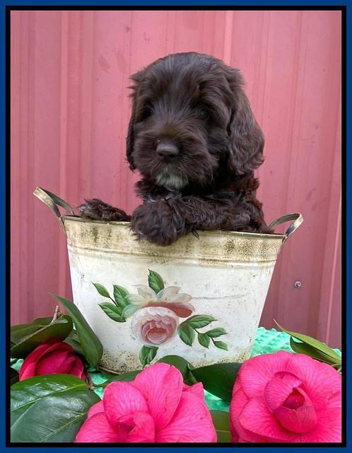 Callie Texas 6 wks old 21