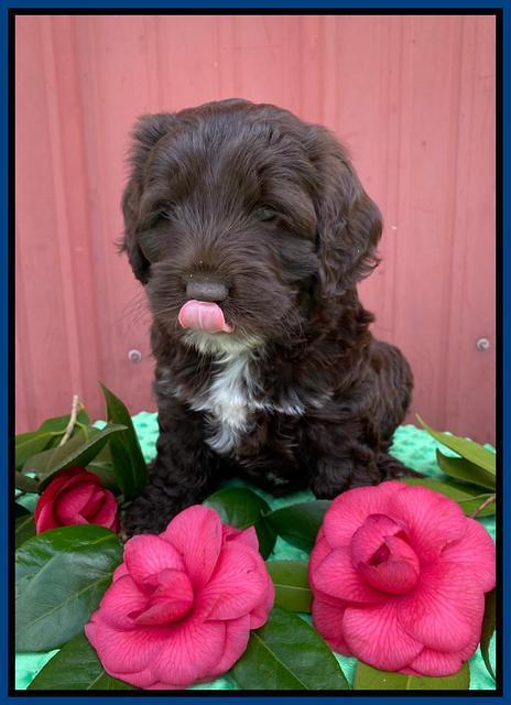 Callie Texas 6 wks old 31