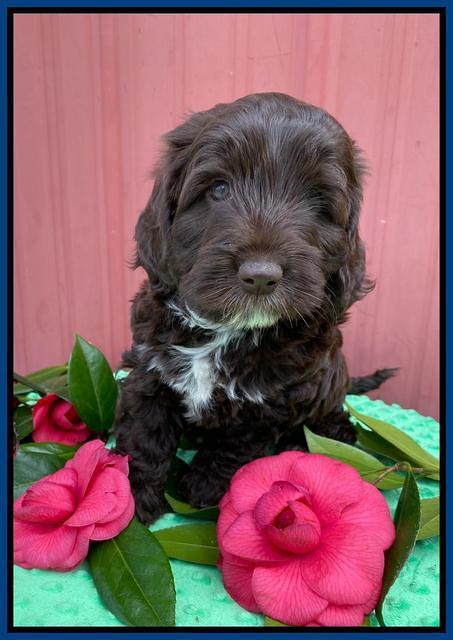 Callie Texas 6 wks old 41