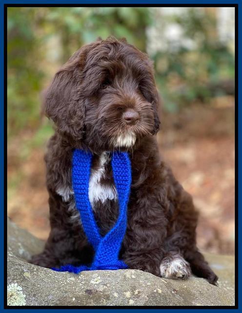 Callie Texas 8 wks old 11