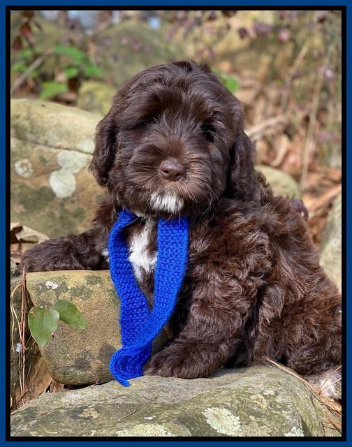 Callie Texas 8 wks old 21