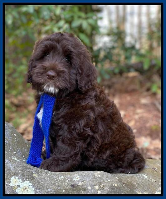 Callie Texas 8 wks old 41