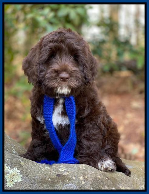 Callie Texas 8 wks old 61