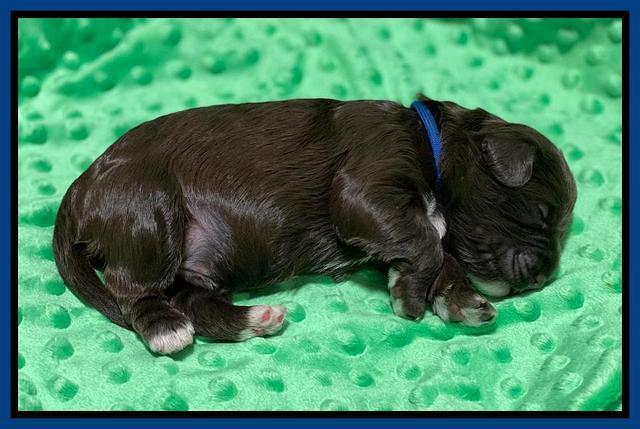 Callie Texas pups 1 wk old 21