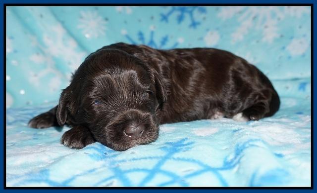 Callie Texas pups 2 wks old 11