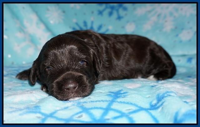 Callie Texas pups 2 wks old 21