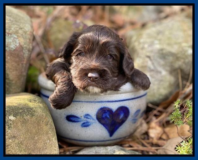 Callie Texas pups 3 wks old 21