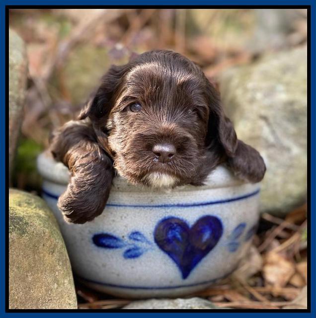 Callie Texas pups 3 wks old 41