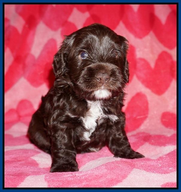 Callie Texas pups 4 wks old 21