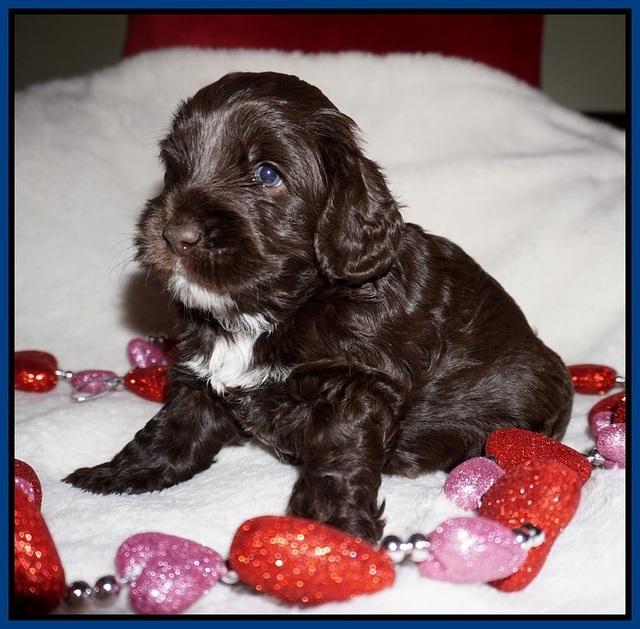 Callie Texas pups 4 wks old 51