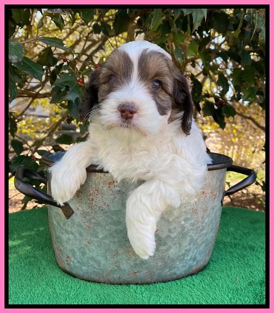 Callie Texas 5 wks old 141