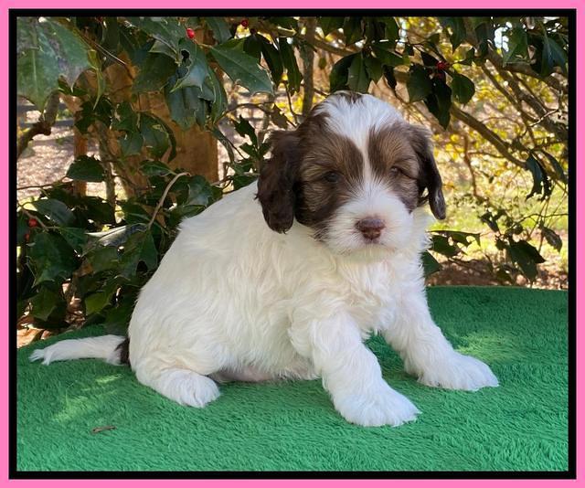 Callie Texas 5 wks old 81