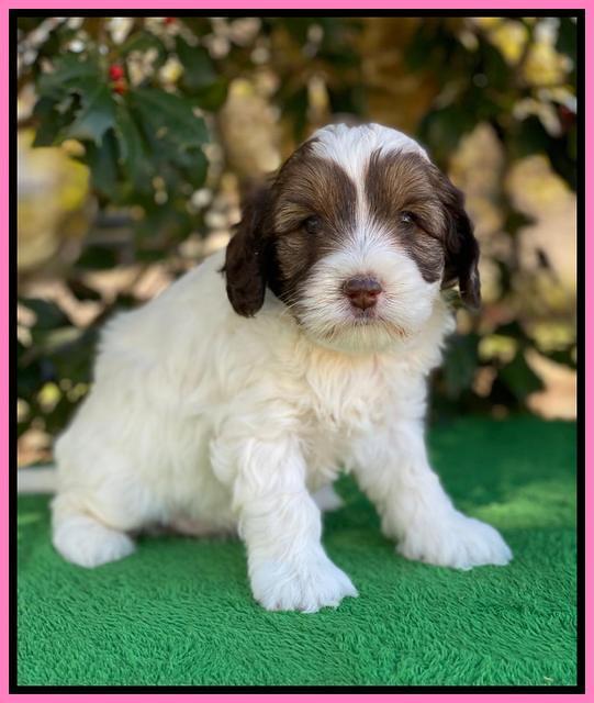 Callie Texas 5 wks old 91