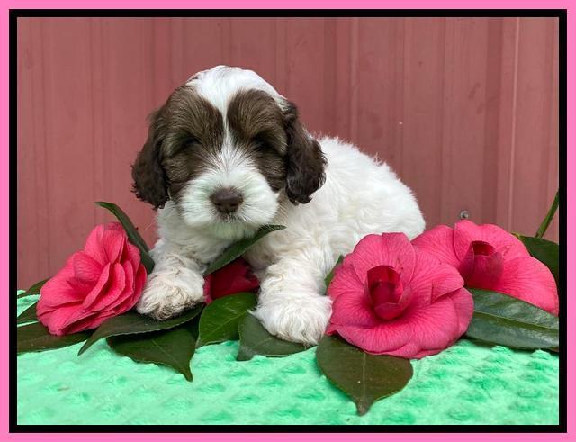 Callie Texas 6 wks old 71