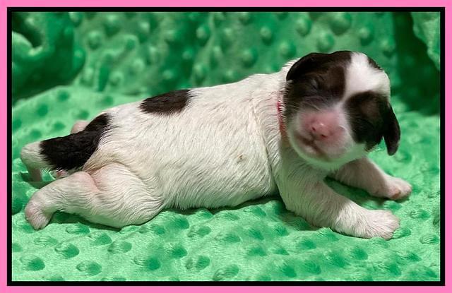 Callie Texas pups 1 wk old 51