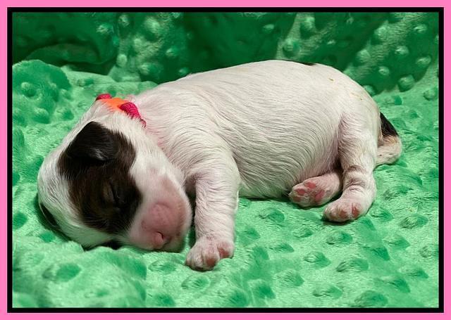 Callie Texas pups 1 wk old 61