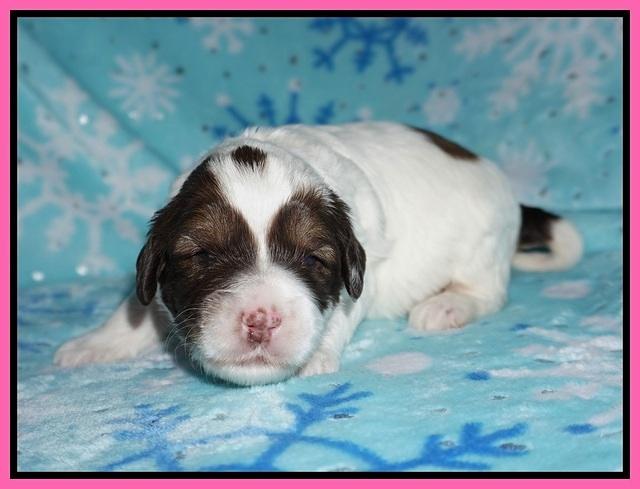 Callie Texas pups 2 wks old 41