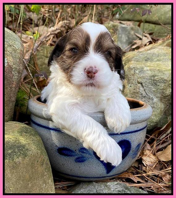 Callie Texas pups 3 wks old 71