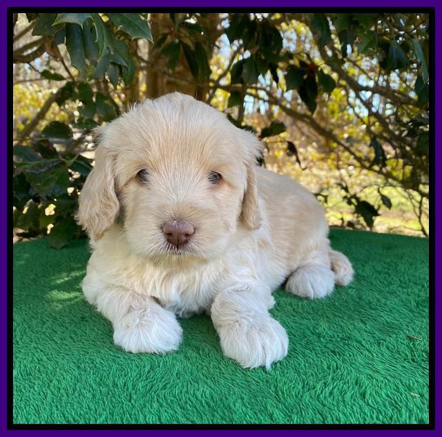 Callie Texas 5 wks old 171