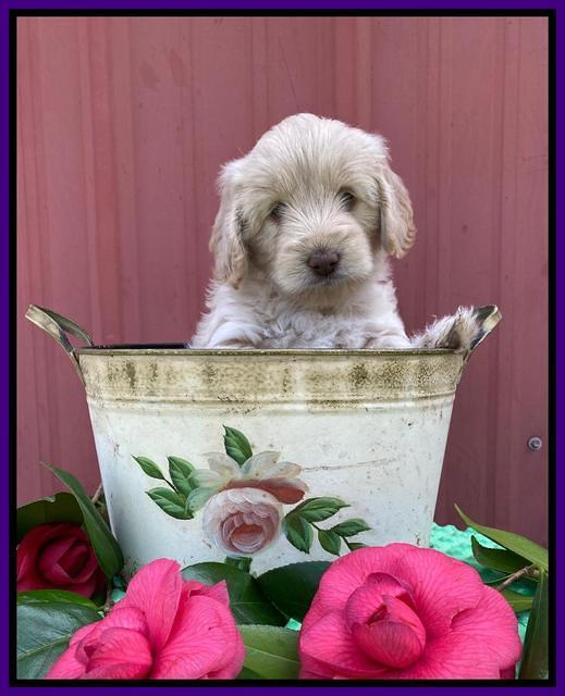 Callie Texas 6 wks old 121