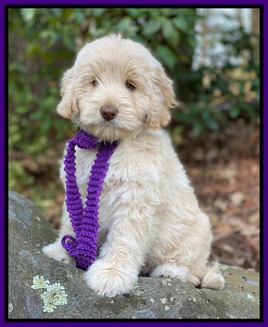 Callie Texas 8 wks old 111