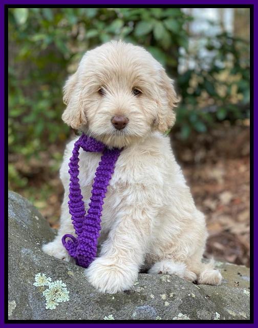 Callie Texas 8 wks old 121