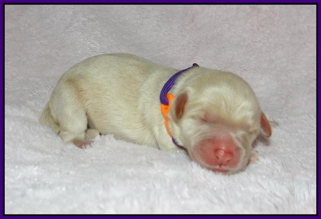 Callie Texas Newborn 5