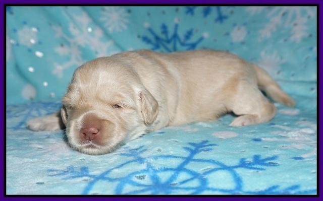 Callie Texas pups 2 wks old 51