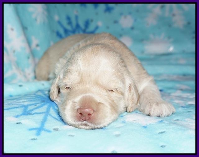 Callie Texas pups 2 wks old 61