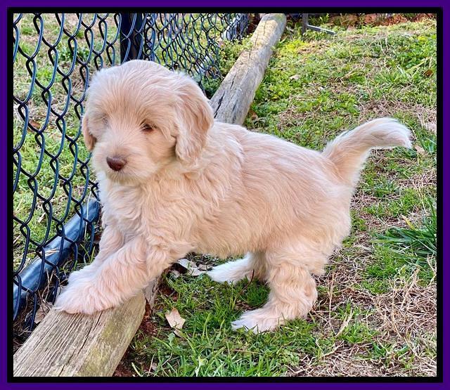 Callie Texas pups 7 weeks old 121