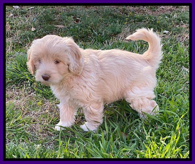 Callie Texas pups 7 weeks old 131