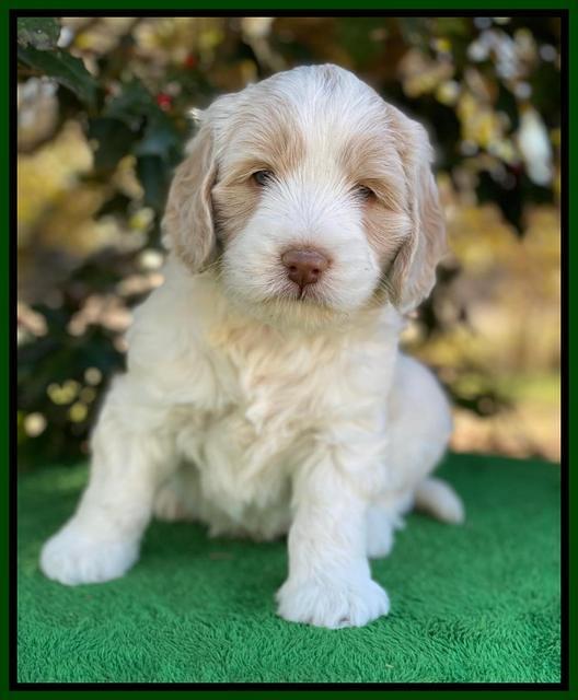 Callie Texas 5 wks old 211