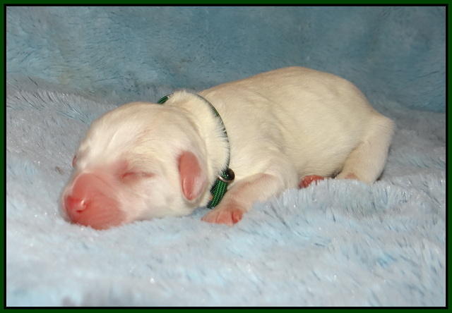 Callie Texas Newborn 2