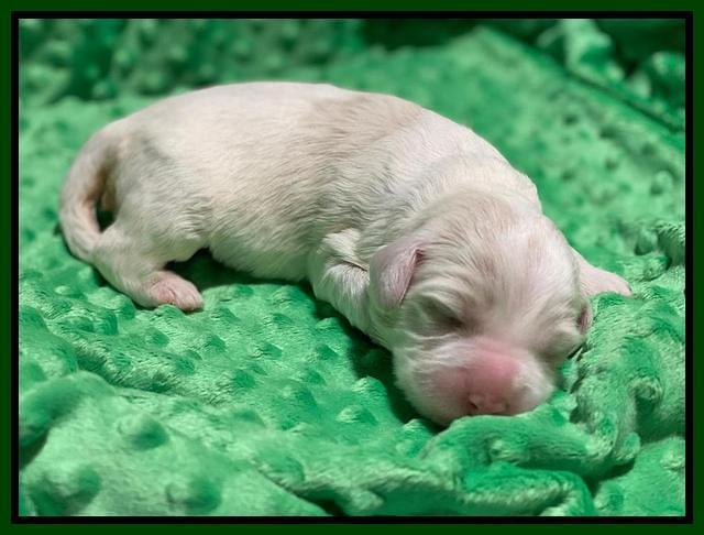 Callie Texas pups 1 wk old 101