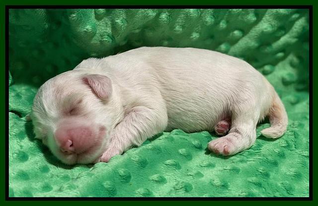 Callie Texas pups 1 wk old 91