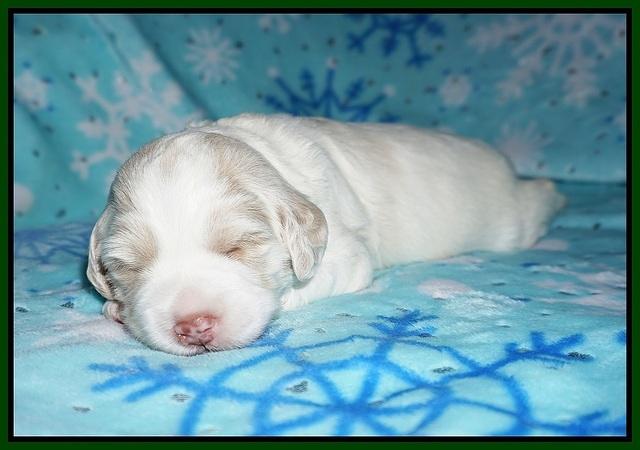Callie Texas pups 2 wks old 81
