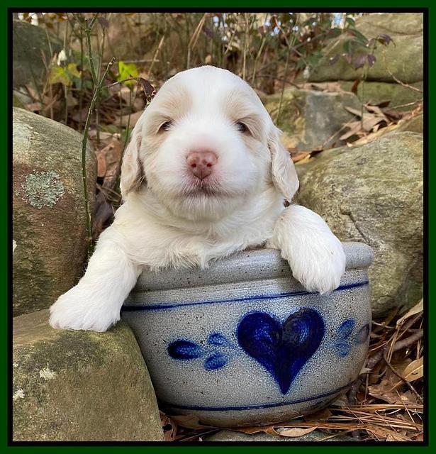 Callie Texas pups 3 wks old 131