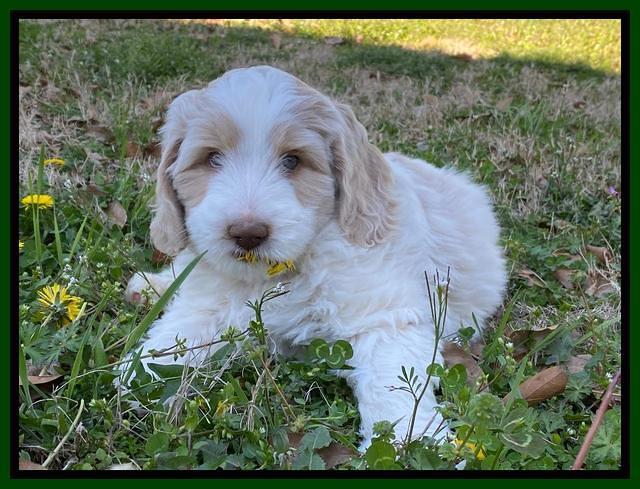 Callie Texas pups 7 weeks old 181