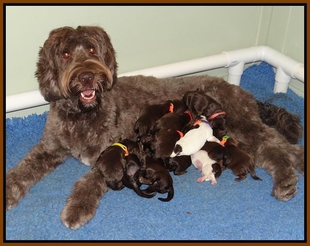 Cayman Solo Newborn 131