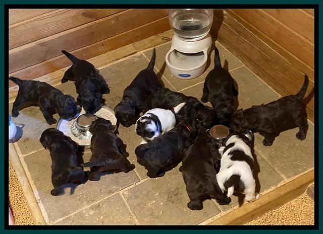 Caymen Solo 4 wks old group 1