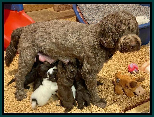 Caymen Solo 4 wks old group 4