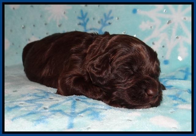 Cayman Solo pups 2 wk old 11
