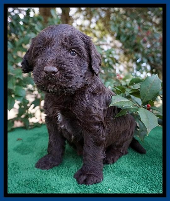 Caymen Solo pups 4 wks old 11