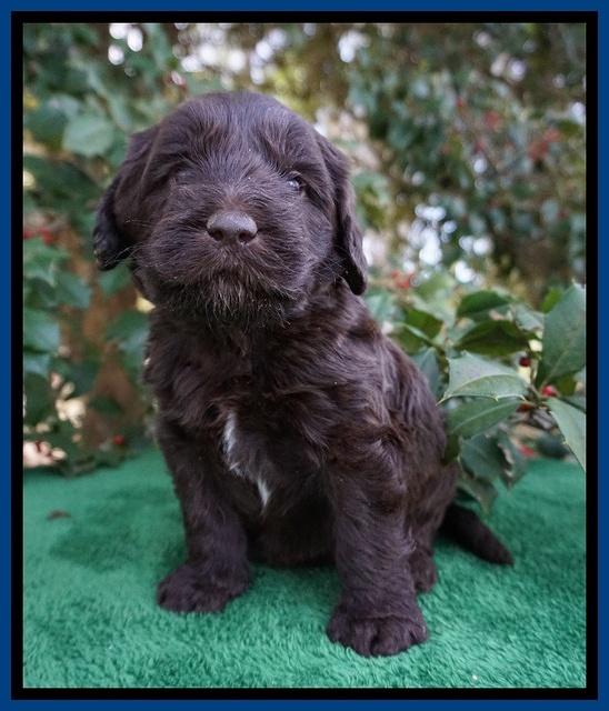 Caymen Solo pups 4 wks old 31