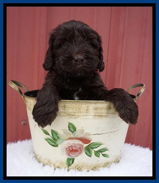 Caymen Solo pups 5 wks old 21