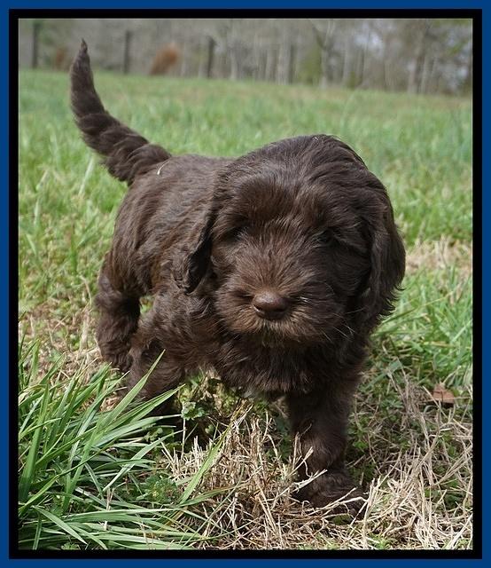 Caymen Solo pups 7 wks old11