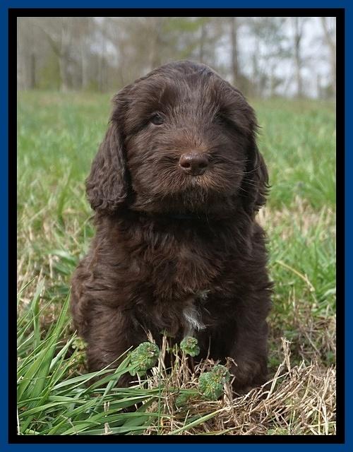 Caymen Solo pups 7 wks old21
