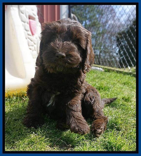 Caymen Solo pups 7 wks old51