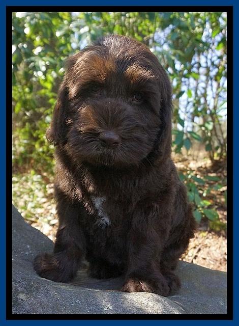 Caymen Solo pups 8 wks old 21